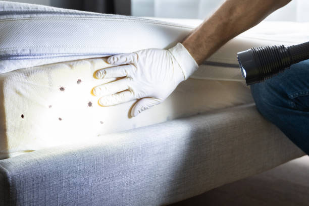 Best Commercial Pest Control Services  in Piney, AR