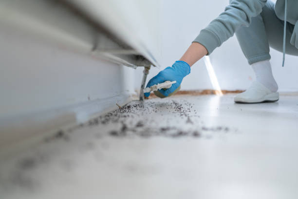 Best Affordable Pest Control Services  in Piney, AR