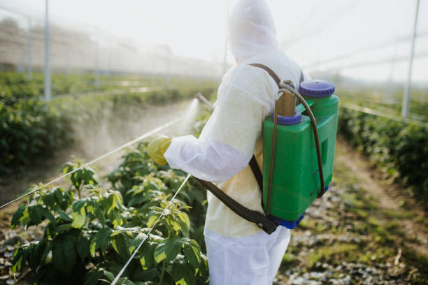 Best Bed Bug Extermination  in Piney, AR
